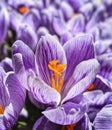 Purple and White Striped Crocus with Yellow Center Royalty Free Stock Photo