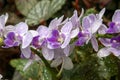 Purple and white striped moth orchid in rock garden