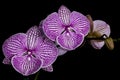 Purple and White Striped Orchids against an Inky Black Background Royalty Free Stock Photo