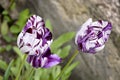Purple and white striped tulips in the flower bed. Blurred background