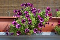 Purple with white stripes Petunia flowers growing from flower pots on balcony fence Royalty Free Stock Photo