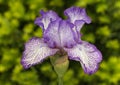 Purple and White Tall Bearded Iris Bloom Royalty Free Stock Photo