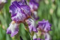Purple white Tall Bearded Iris Minnie Colquitt close up Royalty Free Stock Photo