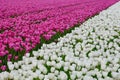 Purple and white tulip field Royalty Free Stock Photo