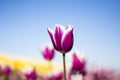 Purple and white Tulip Flower with blurred blue sky, yellow, purple, white, and green background horizontal 2 Royalty Free Stock Photo