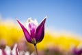 Purple and white Tulip Flower with blurred blue sky, yellow, purple, white, and green background horizontal 4 Royalty Free Stock Photo