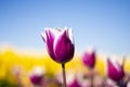 Purple and white Tulip Flower with blurred blue sky, yellow, purple, white, and green background horizontal 6 Royalty Free Stock Photo