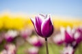 Purple and white Tulip Flower with blurred blue sky, yellow, purple, white, and green background horizontal Royalty Free Stock Photo