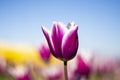 Purple and white Tulip Flower with blurred blue sky, yellow, purple, white, and green background horizontal 3 Royalty Free Stock Photo