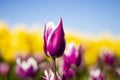 Purple and white Tulip Flower with blurred blue sky, yellow, purple, white, and green background horizontal 5 Royalty Free Stock Photo