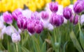 Purple and white Tulip Flower in the garden. Beautiful bouquet of tulips. Royalty Free Stock Photo