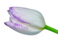 Purple white tulip flower isolated on a white background with clipping path. Close-up. Royalty Free Stock Photo