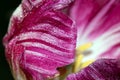 Purple and White Tulip Swirl