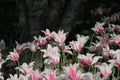 Pink tulips blossom in a garden