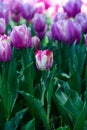 Purple and white tulips close up in a park