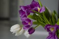 Purple and white tulips. Holidays and spring concept