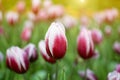 Purple-white tulips flower garden with blurred background Royalty Free Stock Photo