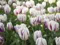 Purple and White Tulips