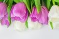 Purple and white tulips on white backgrouns with copy space Royalty Free Stock Photo