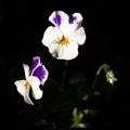 Purple and white Viola cornuta Royalty Free Stock Photo