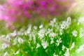 Purple and white wild flowers