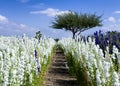 Purple and white wildflowers