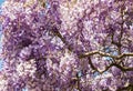 Purple and white Wisteria floribunda - Japanese Wisteria flowers in bloom