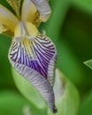 Purple, White and Yellow Bearded Iris Petal