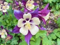 Purple White and Yellow Columbine Flower