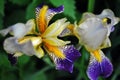 Purple, white and yellow couple iris flowers blooming, blurry green leaves background