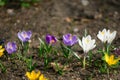 Purple white and yellow crocus flowers bloom Royalty Free Stock Photo