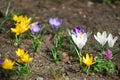 Purple white and yellow crocus flowers bloom Royalty Free Stock Photo