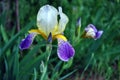 Purple, white and yellow iris flower blooming, blurry green leaves background Royalty Free Stock Photo
