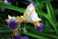 Purple, white and yellow iris flower blooming, close up detail, blurry green leaves Royalty Free Stock Photo