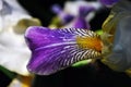 Purple, white and yellow iris flower blooming close up striped detail Royalty Free Stock Photo