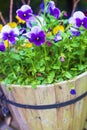 Purple and yellow pansy and violas blooming in a wood barrel