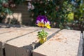 Purple white yellow Pansy plant growing out of brick mortar close up