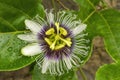 Purple White Yellow Passion Flower Moorea Tahiti Royalty Free Stock Photo