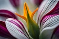 purple white yellow tulip flower. macro closeup background Royalty Free Stock Photo