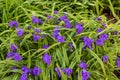 Purple Widows Tears plant in the garden in the morning