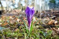 Purple wild crocus Royalty Free Stock Photo