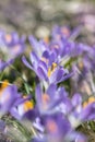 Purple wild crocus (Crocus tommasinianus) in spring. Royalty Free Stock Photo