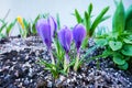 Purple wild crocuses blooming in spring