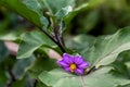 purple wild eggplant flowers blooming