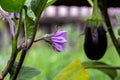 purple wild eggplant flowers blooming