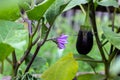 purple wild eggplant flowers blooming