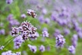 Purple wild flower.