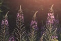 Purple wild flower background at sunset Royalty Free Stock Photo