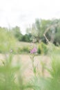 Purple wild flower