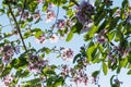 Purple wild flowers on branch against blue sky